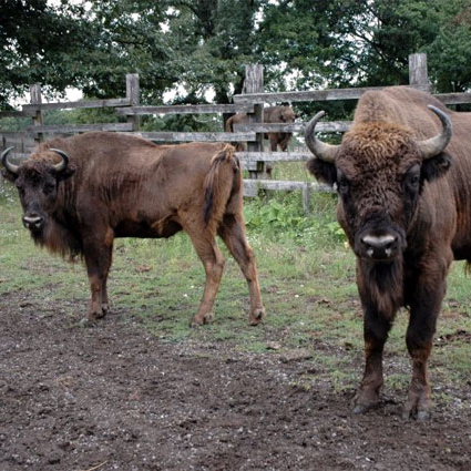 zoo a zooparky, botanické záhrady